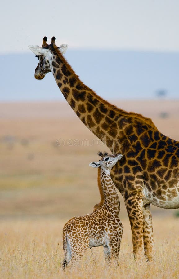 Jirafa femenina con un bebé en la sabana kenia tanzania La África del Este imágenes de archivo libres de regalías Jirafa femenina con un bebé en la sabana kenia tanzania La África del Este imágenes de archivo libres de regalías