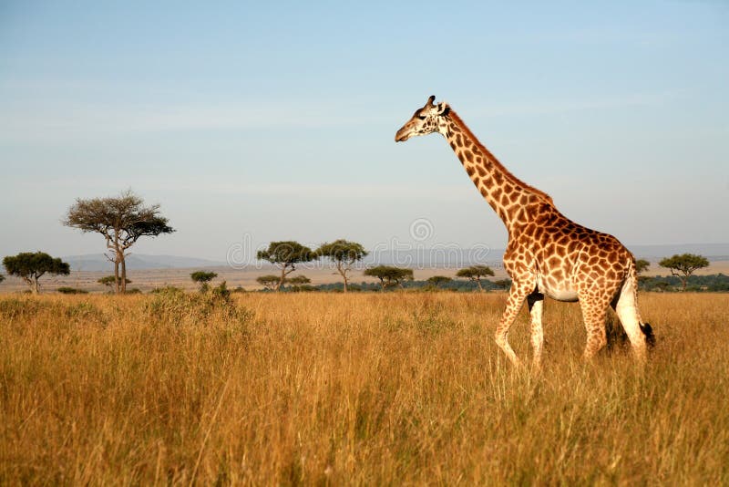 Jirafa (Kenia) fotografía de archivo libre de regalías Jirafa (Kenia) fotografía de archivo libre de regalías