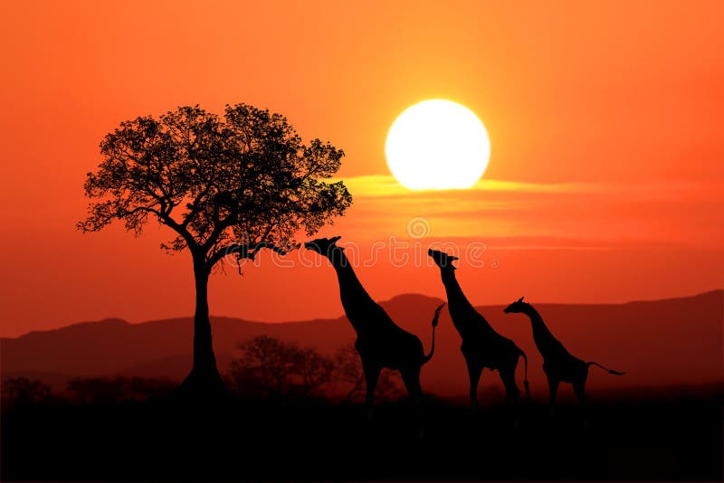 Jirafas surafricanas grandes en la puesta del sol en África