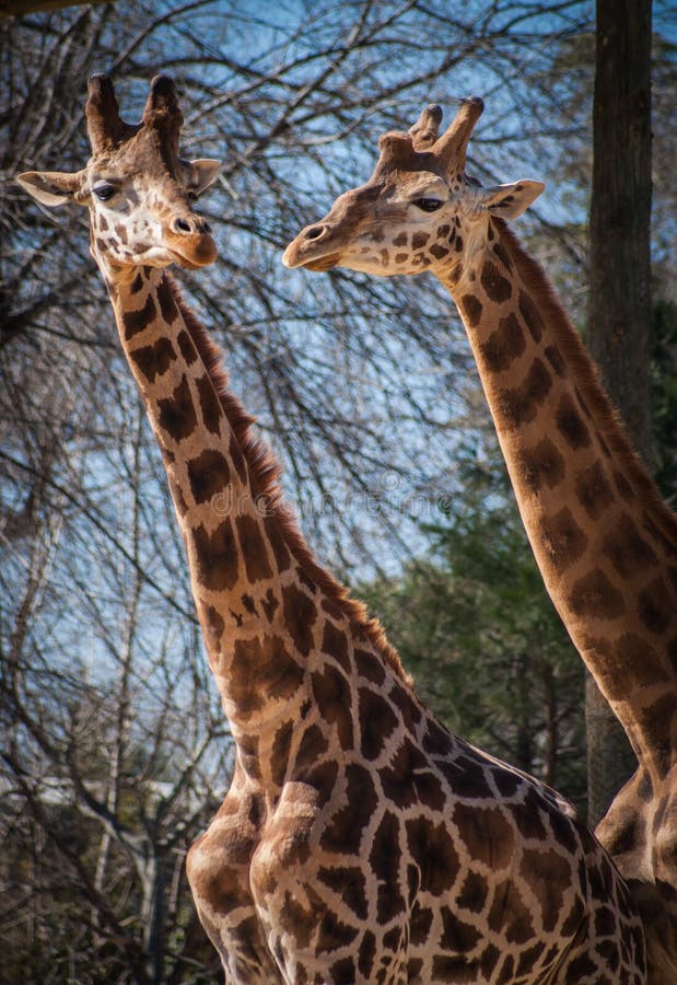 Giraffes. Manners, Behavior, Communication Stock Photo - Image of