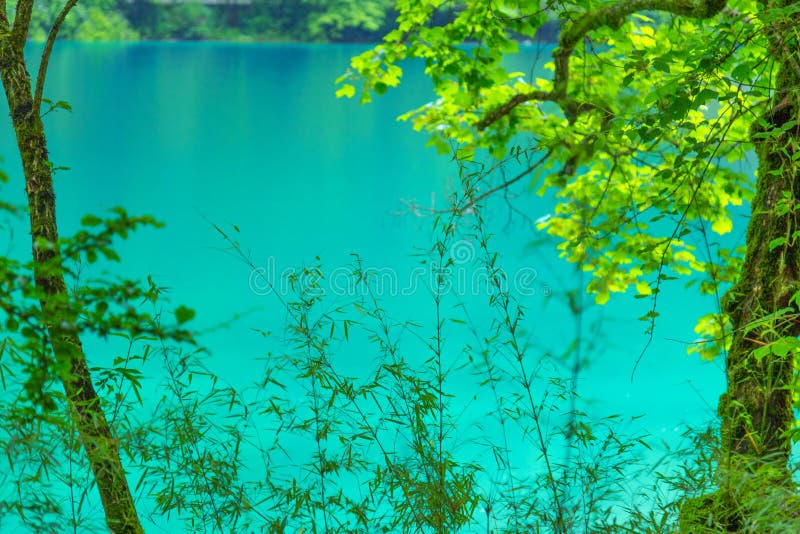 Jiuzhaigou Lake And Forest Trees。 Jiuzhaigou Is A Famous Natural Scenic