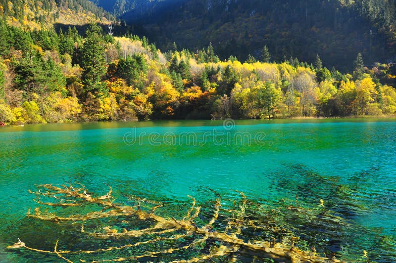 Jiuzhaigou Lake Stock Photo Image Of Plant Fall Plants 55108194
