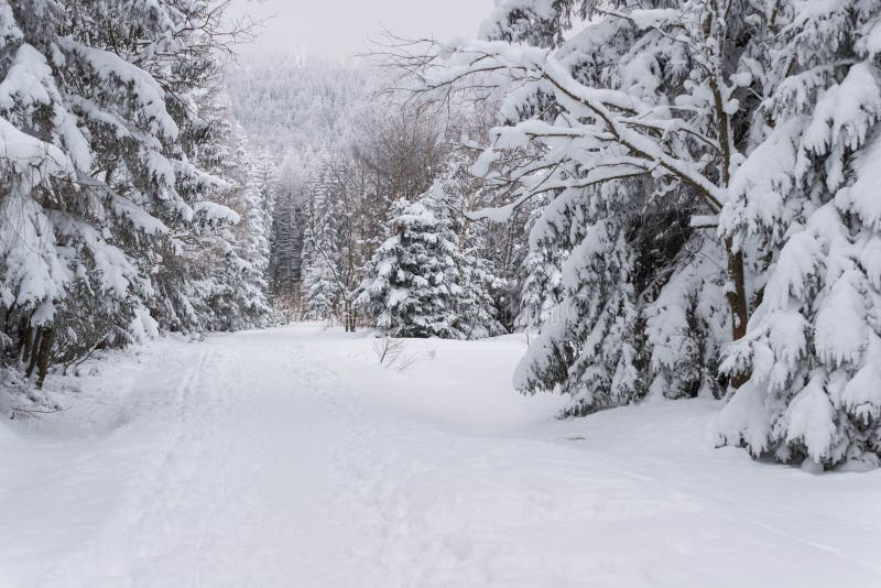 Jizera Mountains in winter, covered with a thick layer of snow.