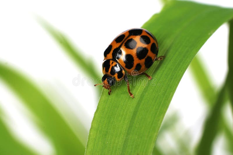 Joaninha imagem de stock Joaninha imagem de stock