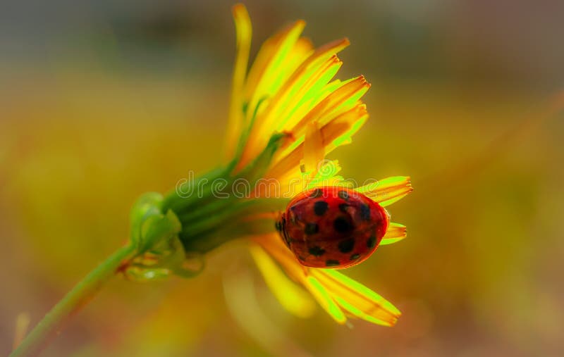 Joaninha em uma flor imagens de stock royalty free Joaninha em uma flor imagens de stock royalty free