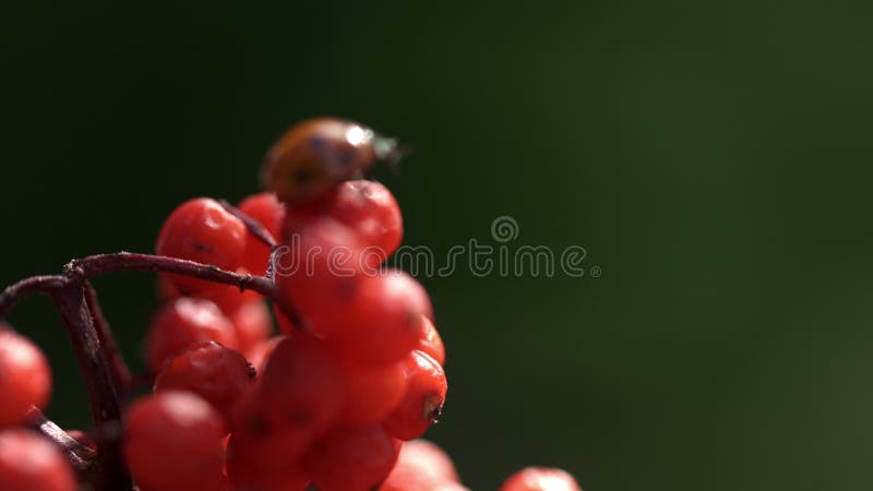 Joaninha europeia de sete pontos que rasteja em frutos maduros de ashberry joaninha macro