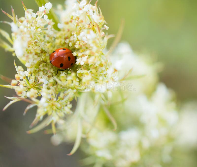 looks like coccinellida in south carolina looks like coccinellida in south carolina
