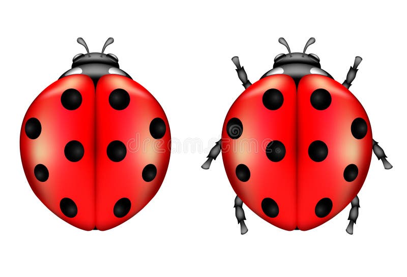Ilustração Vetorial De Uma Ladybug Ilustração do Vetor - Ilustração de  joaninha, corpo: 198166995
