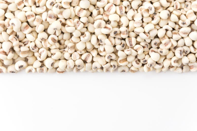 Job stears of millet stock photo. Image of mung, millet 74003402