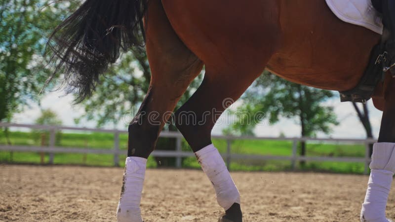 Jóquei Feminino Em Um Cavalo De Baía Escura Pulando Os Obstáculos