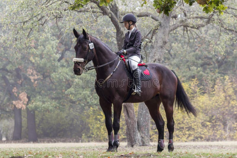 Cavalo De Baía Com Garota De Jóquei Pulando Sobre Um Obstáculo. Um