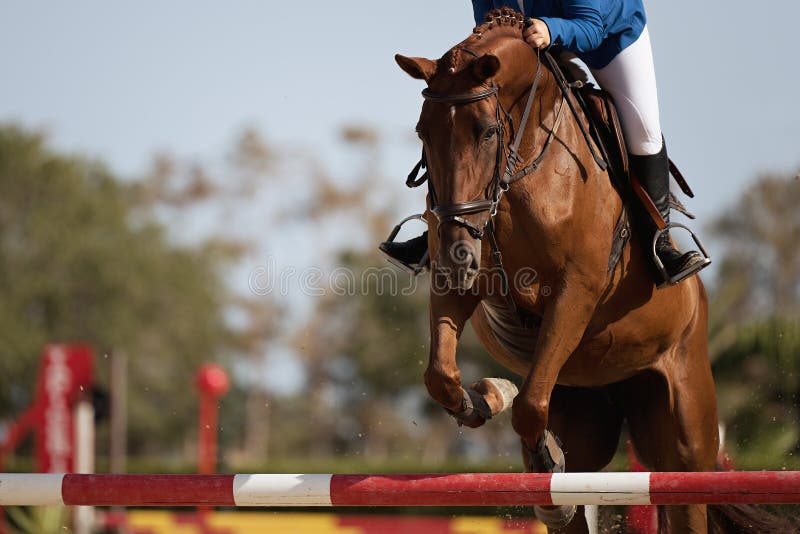 Jockey Com Seu Cavalo Pulando Sobre Um Obstáculo Pulando Sobre O