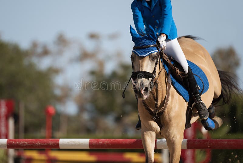 Foto de Cavalo Pulando Obstáculos Piloto Toma As Rédeas Antes Do