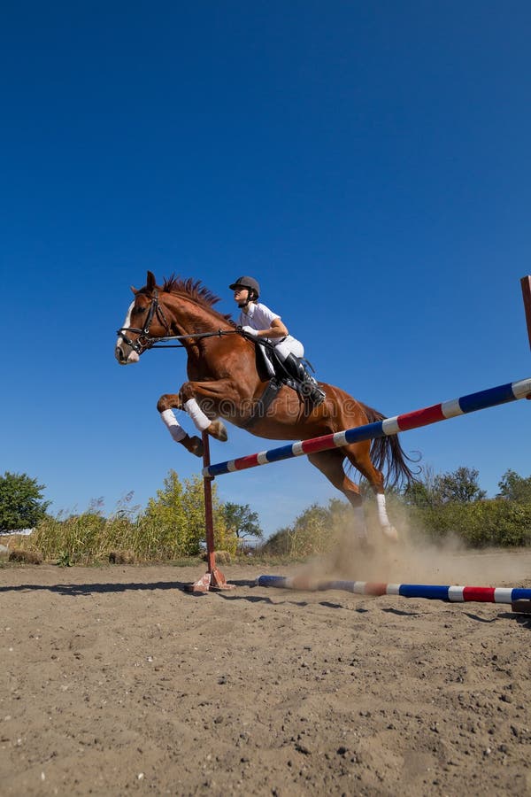 Jockey with purebred horse stock images Jockey with purebred horse stock images