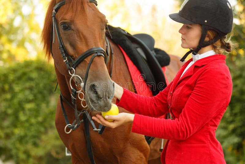 Jockey για να ταΐσει το άλογο με το μήλο. Ένα χαριτωμένο jockey κορίτσι που ταΐζει ένα άλογο με ένα μήλο υπαίθρια Ευχαριστίες για το workout Ένα γενεαλογικό άλογο για τον ιππικό αθλητισμό