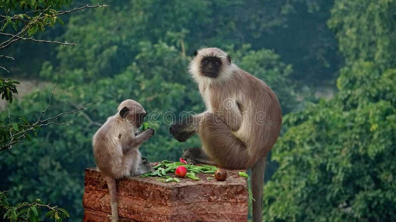 baby monkey and his mother eating fruit. Langur Monkey With Baby. Indian Langur Monkey.