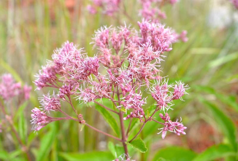 Joe Pye Weed Flower Eupatorium maculatum