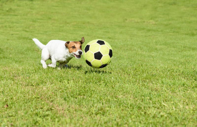 Cão Com a Bola Que Corre Da Criança Que Joga O Jogo Da Atualização Imagem  de Stock - Imagem de persiga, gramado: 87963521