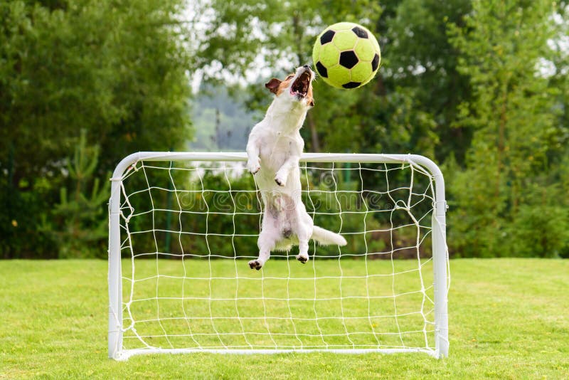 Cão Com a Bola Que Corre Da Criança Que Joga O Jogo Da Atualização Imagem  de Stock - Imagem de persiga, gramado: 87963521