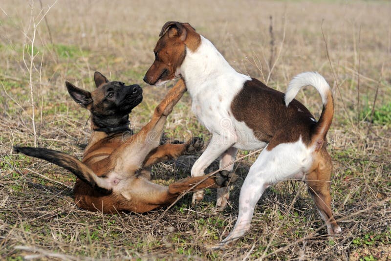 Jogo De Dois Cães Que Luta No Campo Gramíneo Foto de Stock - Imagem de  exterior, jogo: 70741050