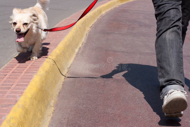 Jogging with a dog stock photo. Image of outdoors, woman 21995390