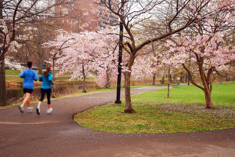 Jogging under the spring blossoms royalty free stock images
