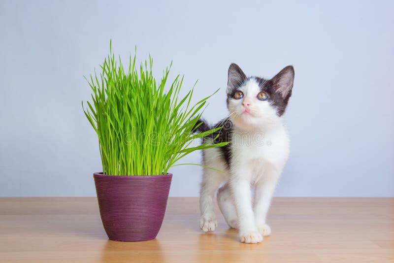 Jogo bonito do gato do bebê ao lado da grama do gato do oor dos wheatgrass foto de stock Jogo bonito do gato do bebê ao lado da grama do gato do oor dos wheatgrass foto de stock