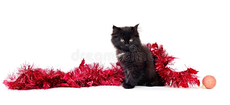Kitty play with Christmas decorations on white background. Kitty play with Christmas decorations on white background