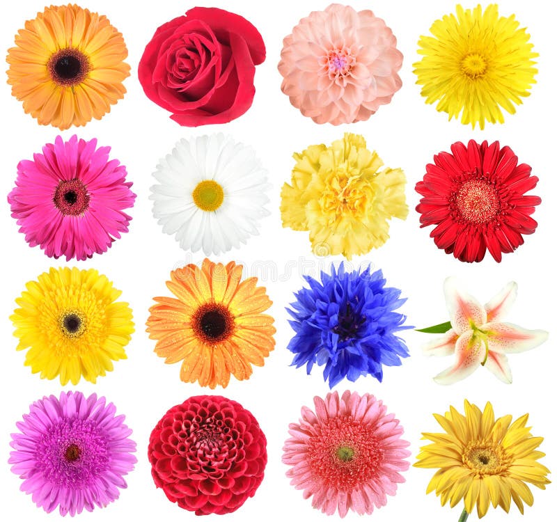 Jogo das flores imagem de stock royalty free Jogo das flores imagem de stock royalty free