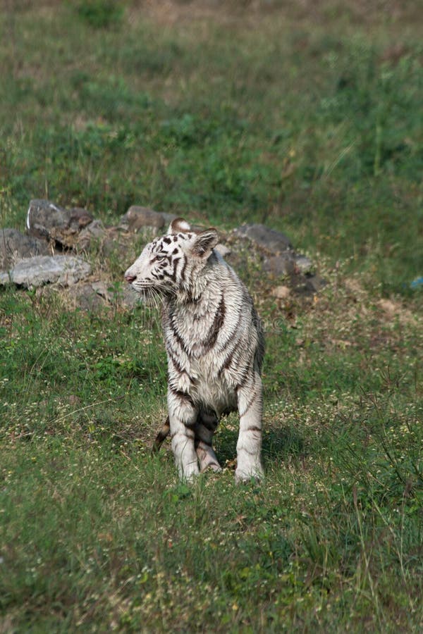 Jogo De Tigre Branco Na Índia Imagem de Stock - Imagem de branco