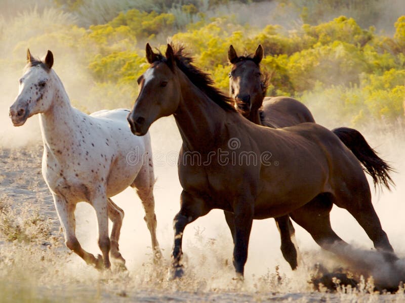 Cavalo Na Frente Da Casa Na Andaluzia Imagem de Stock - Imagem de curso,  animal: 91672851