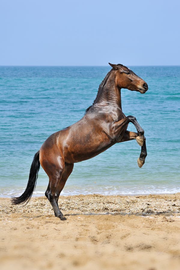 Jogo do cavalo foto de stock. Imagem de areia, cavalo - 40926784