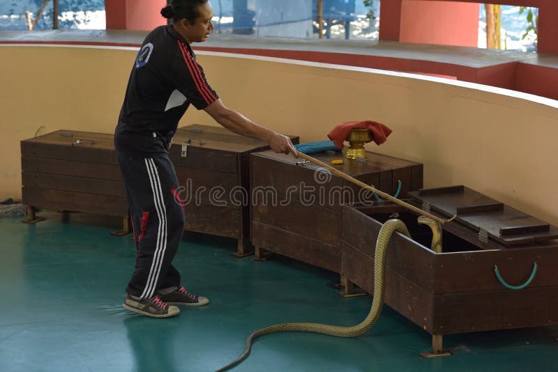 Jogo Do Executor Com Cobra Durante Uma Mostra Em Um Jardim Zoológico Foto  de Stock Editorial - Imagem de animal, pessoa: 96099998