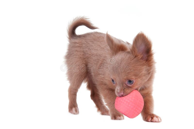 Cão Que Joga a Música No Teclado Imagem de Stock - Imagem de jogar