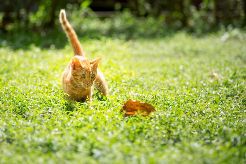 Jogo Do Gatinho Listrado Pequeno Do Gatinho Bonito Imagem de Stock - Imagem  de animal, cabelo: 80669653