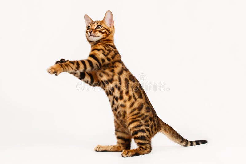 Jogos Do Gatinho Com Linha Vermelha Imagem de Stock - Imagem de branco,  felino: 75793509