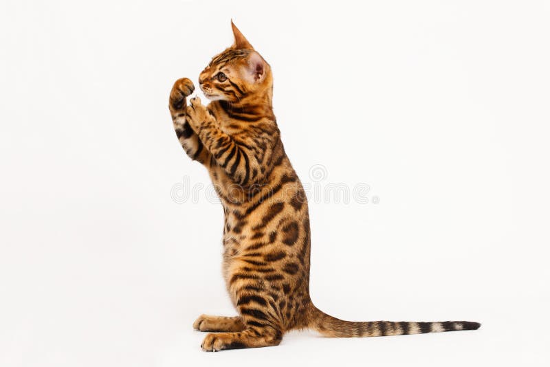 Jogos Do Gatinho Com Linha Vermelha Imagem de Stock - Imagem de branco,  felino: 75793509