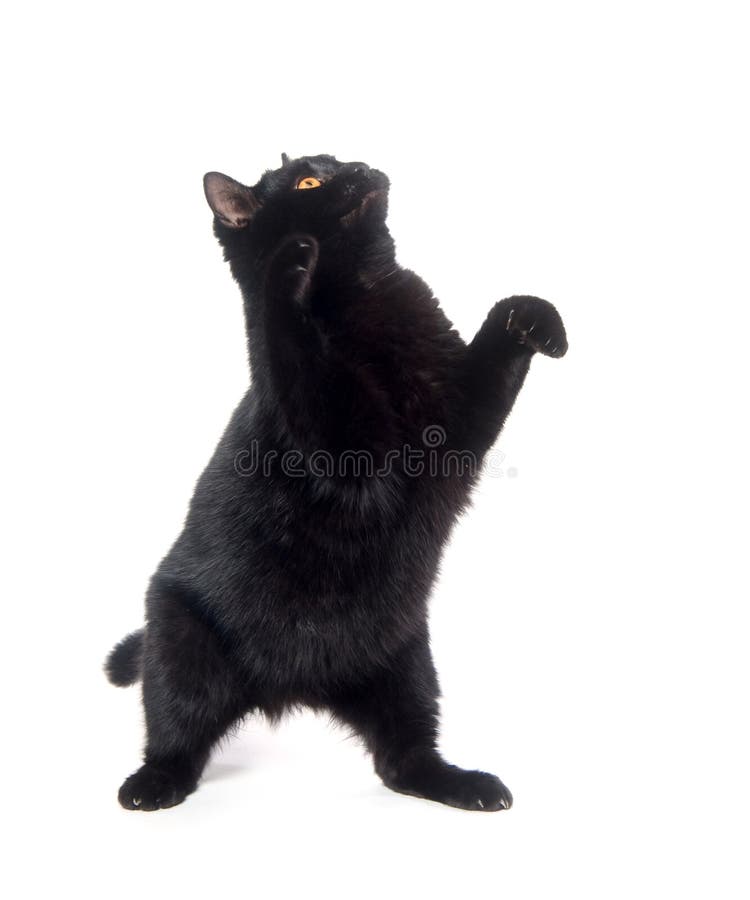 Jogo do gato preto foto de stock. Imagem de fundo, saltar - 18338146