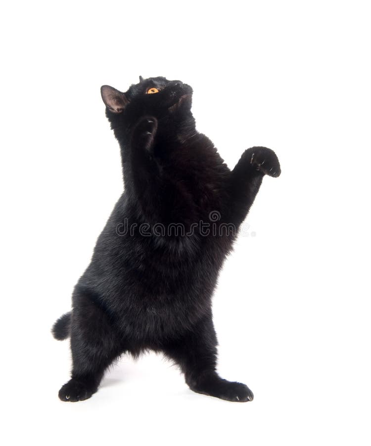 Jogo do gato preto foto de stock. Imagem de gato, animal - 17942790