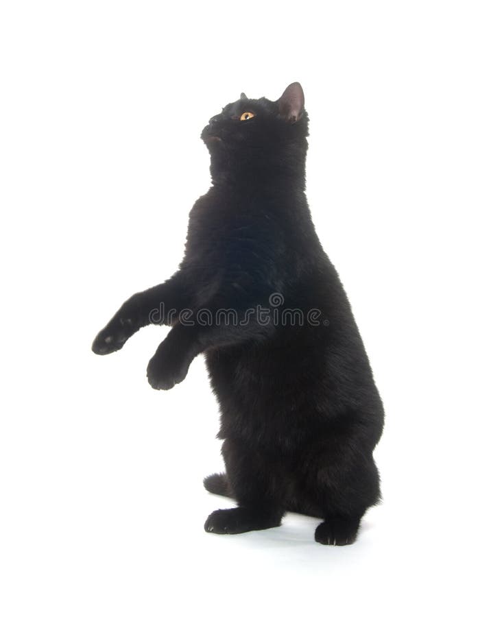 Jogo do gato preto imagem de stock. Imagem de fundo, gato - 66726493