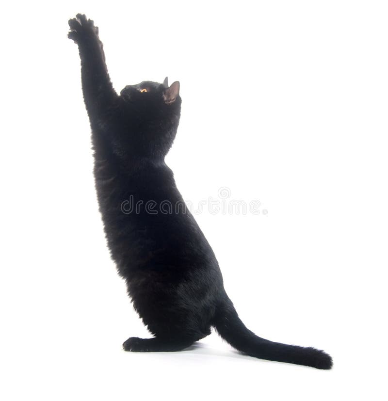 Jogo do gato preto imagem de stock. Imagem de preto, fundo - 18338151