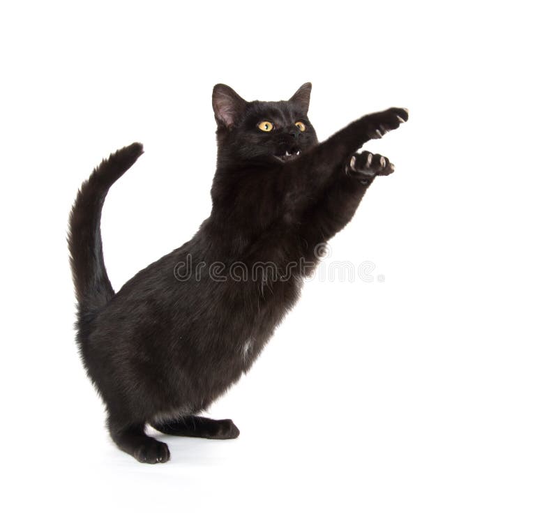 Jogo do gato preto foto de stock. Imagem de gato, animal - 17942790