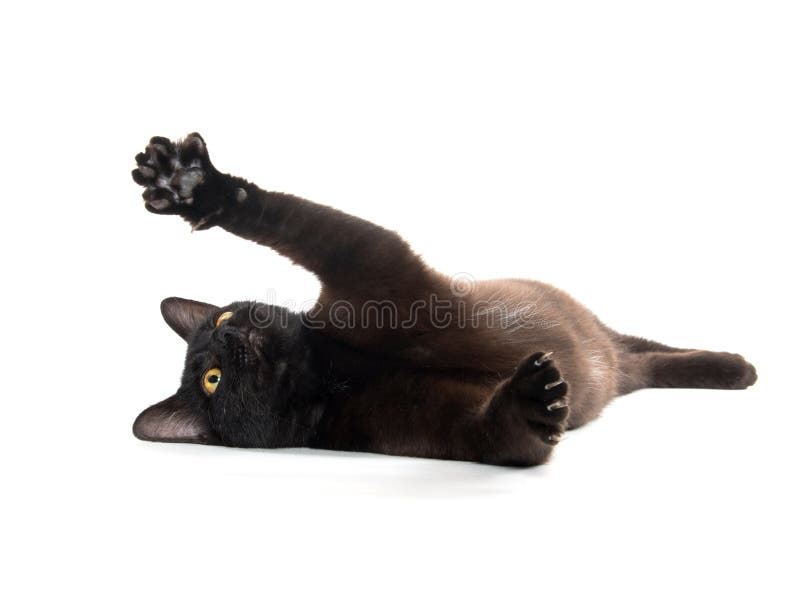 Jogo do gato preto imagem de stock. Imagem de preto, branco - 66726499