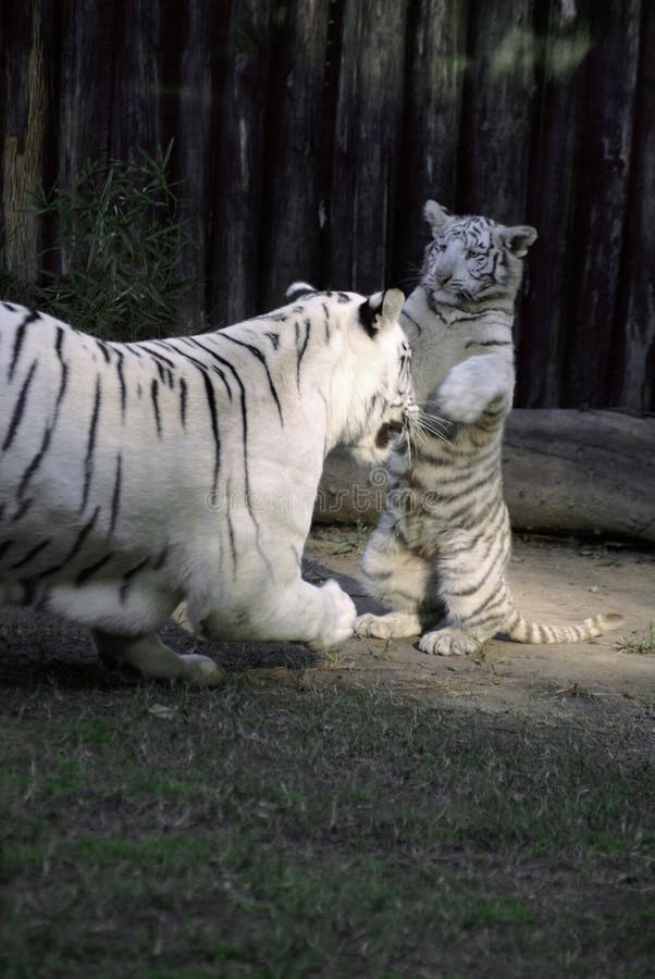 Jogo do tigre imagem de stock. Imagem de respingo, lago - 26669937