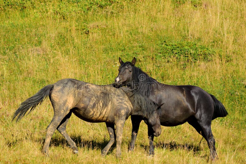 Jogo Dos Cavalos Selvagens Na Montanha Jahorina Foto de Stock