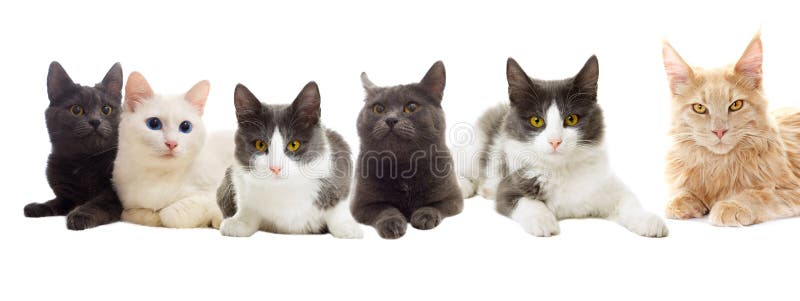 Jogo dos gatos imagem de stock. Imagem de alegria, paste - 96715099