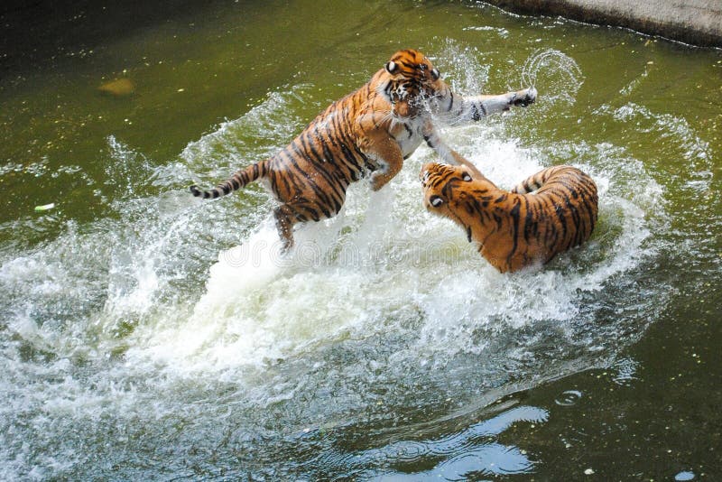 Jogo do tigre imagem de stock. Imagem de respingo, lago - 26669937