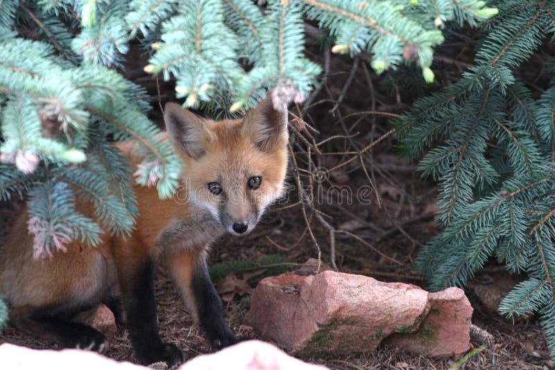 A young red fox kit hiding under a spruce tree. A young red fox kit hiding under a spruce tree