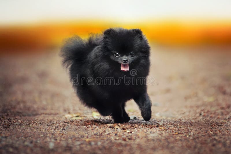 Jogo preto do cachorrinho do Spitz de Pomeranian fotos de stock royalty free Jogo preto do cachorrinho do Spitz de Pomeranian fotos de stock royalty free