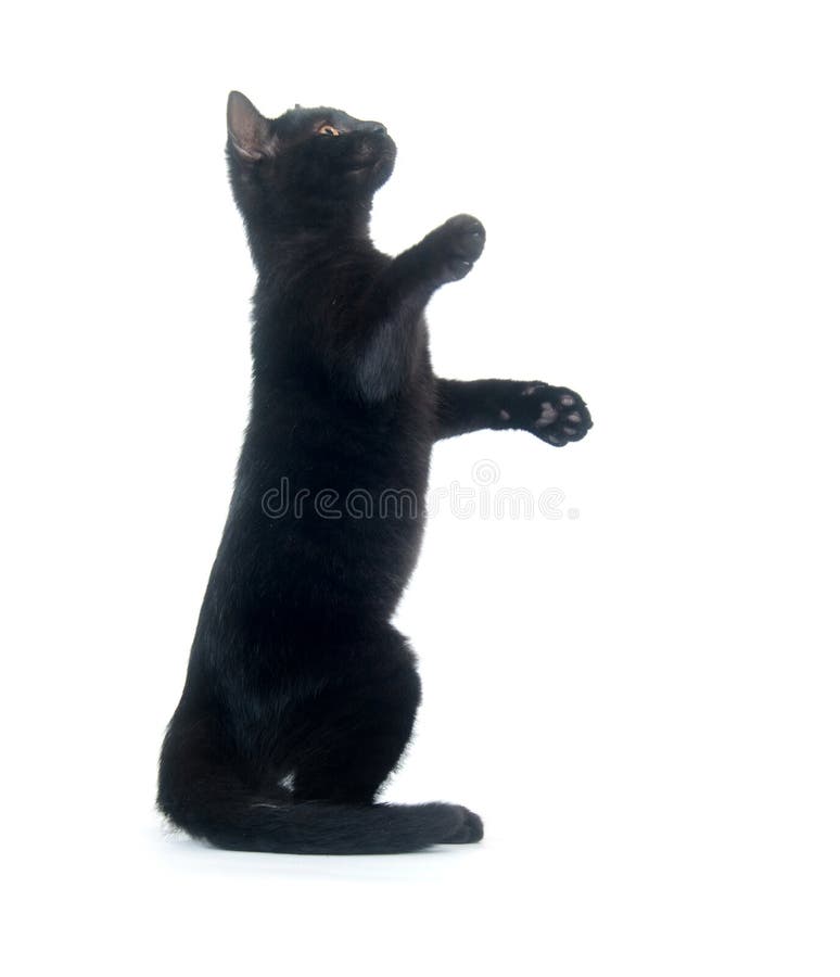 Jogo do gato preto imagem de stock. Imagem de fundo, gato - 66726493